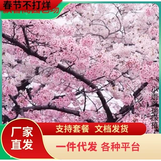 一件代发日本樱花树苗樱花小苗南北方庭院地栽盆栽花树园林植物风