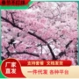 樱花日本植物庭院树苗