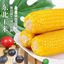 �S����ճŴ�����������Ŵ���׷N���SŴճ���׷N���߲˷N���ļ���