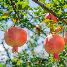 正宗怀远石榴软籽石榴新鲜水果当季整箱特极大果包邮