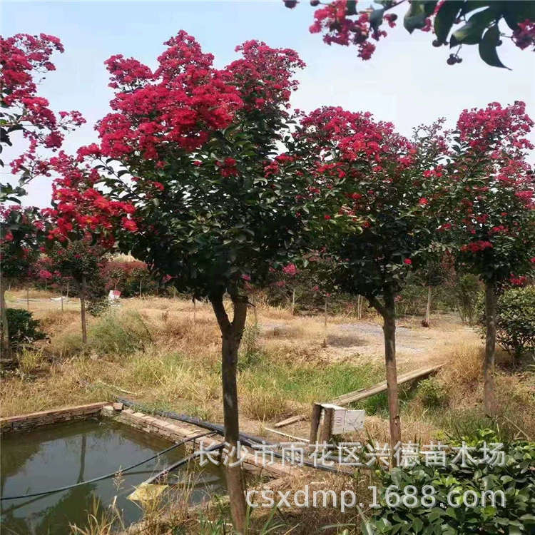 Оптовая продажа креп-мертура из Хунани, креп-мертвуха с красными цветами на сто дней, креп-мертвуха с красными цветами, полная спецификация, высокая адаптивность