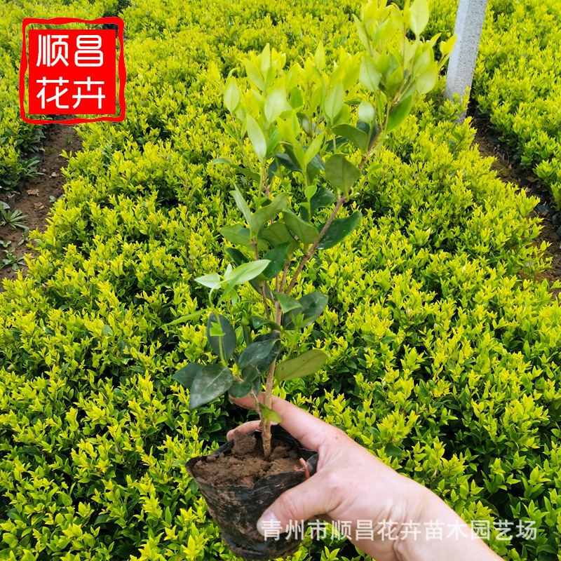 金森女贞苗木 绿篱树小叶女贞 庭院女贞苗不带彩叶苗木女贞幼苗