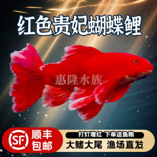 �Ї��tɫ������̨���M���������ڼtɫ��������ˮ�~���B����S���]