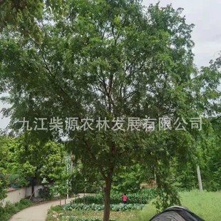 Curved Elm, Slanted Elm, Clustered Elm, Shaped Elm, Curved Elm, Elegant Elm, Special-Shaped Elm, Special-Shaped Elm