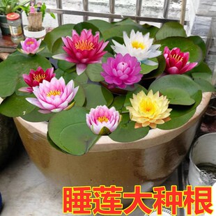 ˯ɏ���K����˯ɏ��ˮ��ֲ���ļ�ɏ������ˮ�B���ܺɻ�˯ɏ����