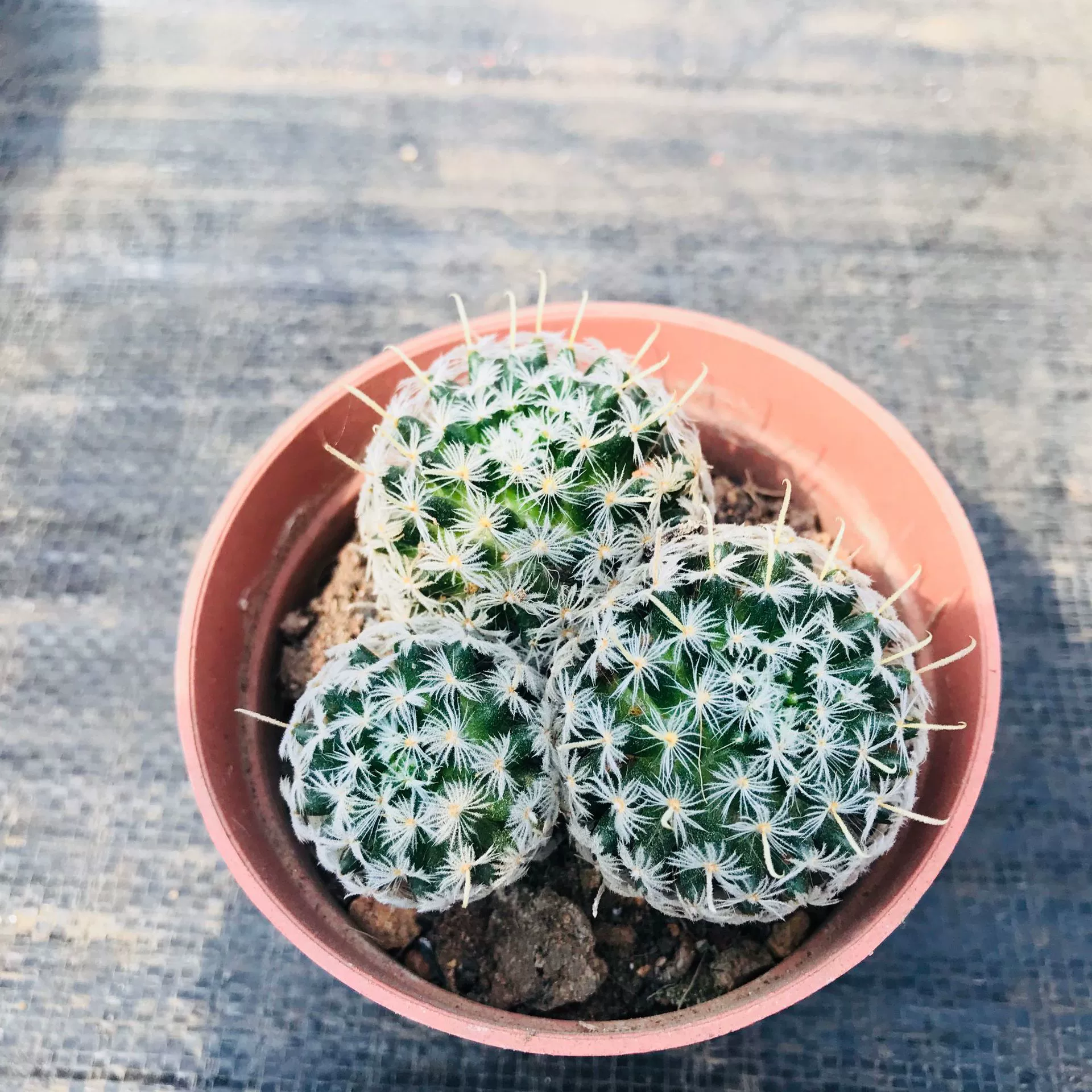 Оптовые суккулентные растения небольшие горшечные кактусы группа таблеток Ду Вэй для очистки поверхности внутреннего стола воздушные растения