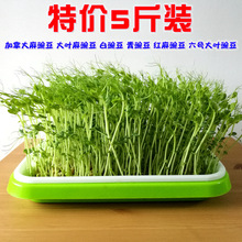 ѿ������㶹���~�o횶���N�Ӽt������P�Nֲ�̨ˮ���㶹��N��