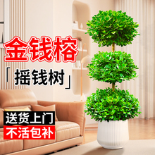 金钱榕树盆栽室内客厅摇钱树大型绿植办公室盆景招财树四季常青