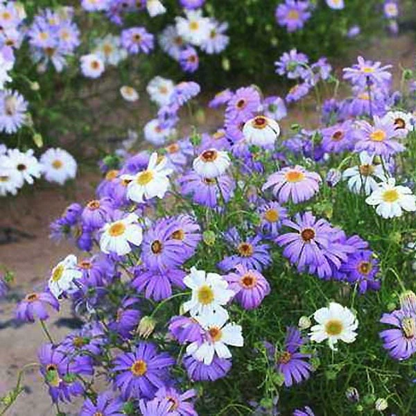 Пятицветные семена хризантемы, четырехсезонные осенние цветы, легко выращиваются на открытом воздухе, термостойкие, легко проращиваются, низкорослые семена цветов, засухоустойчивые цветы и травы для двора.