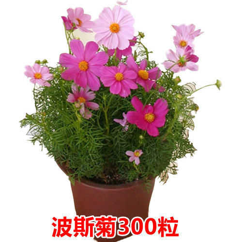 Semillas de flores, plantas en macetas, balcón, jardín, margarita, girasol, lavanda, pétalos dobles, semillas de girasol
