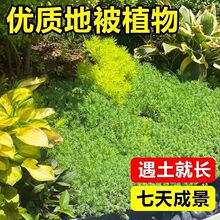 中华景天薄雪万年草室外室内耐寒耐热四季耐踩踏户外别墅阳台绿植