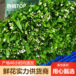 Jasmine Flower Wholesale Yunnan Flowers Direct Batch Wedding Decoration Flower Shop Stall Flowers Community Group Purchase Supply