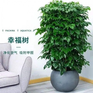 Happy Tree Potted Living Room Large Green Plant Bonsai Peace Tree Money Tree Mosquito Repellent Plant Opening Housewarming Florals