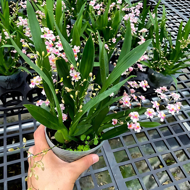 Hydroponic Oncidium Orchid Potted Plant with Flower Buds, Fragrant Premium Dream Orchid Seedlings, Indoor Desktop Green Plant Hydroponic Oncidium Orchid Potted Plant with Flower Buds, Fragrant Premium Dream Orchid Seedlings, Indoor Desktop Green Plant