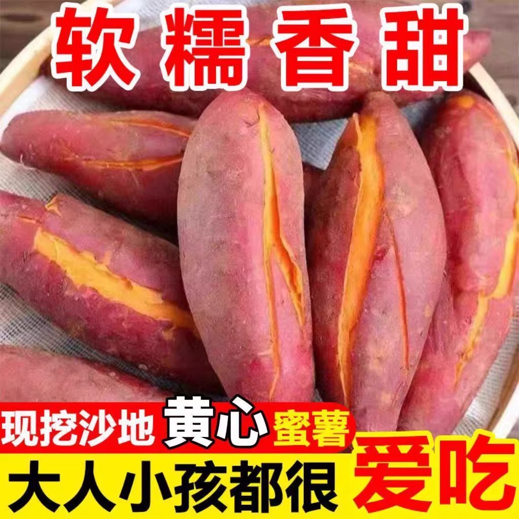 开封沙地龙九红薯9斤软糯香甜蜜薯新鲜采摘番薯农家自种现挖烤地