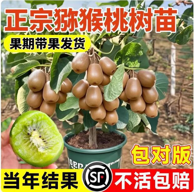 猕猴桃树果苗公母同株红心绿心徐香弥猴桃苗南方北方四季种植结果