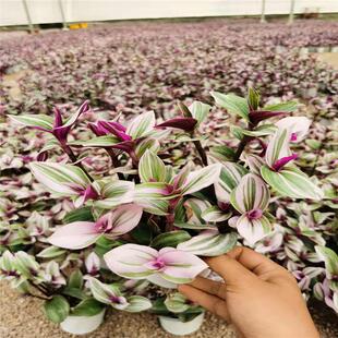 Colorful Wedding Oil Painting Hanging Orchid Potted Indoor Balcony Courtyard Easy-To-Grow Interesting Foliage Green Plant Hanging Basket Plant Free Shipping