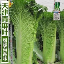 G~ײ˷N ˸߮aֱͲ ײ˷NӸͲϰZ