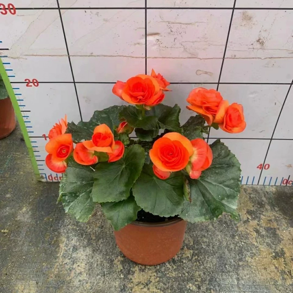 2201 база оптовая поставка розы бегонии цветочный горшок декоративные цветы клумба цветочная коробка
