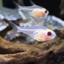 红肚玻璃鱼活体透明鱼热带观赏鱼小型好养易活草缸淡水灯科群游鱼