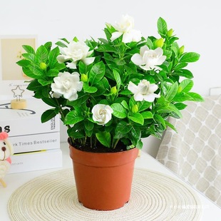 �d�ӻ����Ծ�����ˮ�����򻨻ܾGֲ���҃��ļ��_���͏d���;G�jѩ