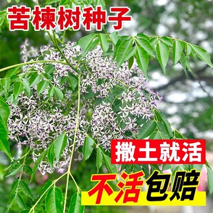 �²ɿ�鬘�N�� 鬘��ϻ���N�� ��鬷N��鬗��N�ӿ���ӷN�Ѱ��]
