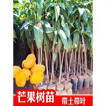 四季芒果苗树红贵妃金煌芒果树苗嫁接果苗大树南方盆栽地栽种植