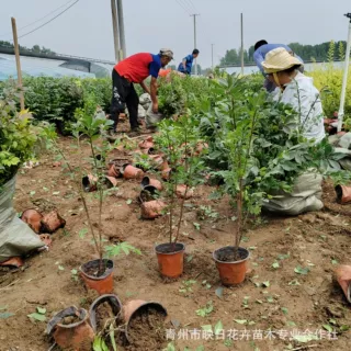 火焰卫矛盆栽苗基地批发 火焰卫矛球冬青耐寒旱 秋天变红绿化公园