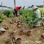 盆栽耐寒绿化秋天卫矛球