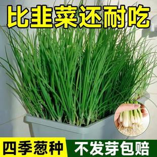 Four Seasons Chive Seeds, Red Onion Seeds, Potted Onion Seedlings, Balcony Courtyard Planting, Fire-Divided Onion Vegetable Seeds
