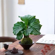 ���O������Gֲˮ��ֲ��̦�\�����Ԏ������҃�����辰�͏d�k����