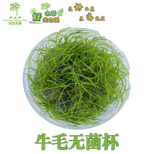 牛毛无菌杯水草前景草有茎类水族箱装饰植物鲜活真水草批发