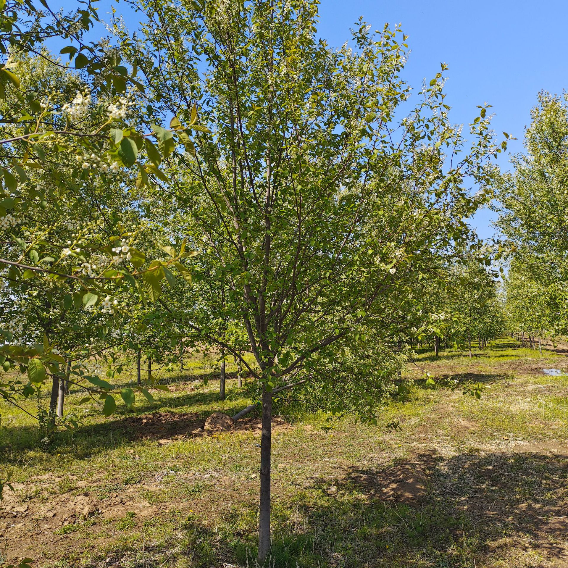 紫叶稠李树 东北紫叶稠李  紫叶稠李小苗 红叶李 太阳李 臭李子