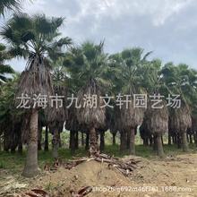 老人葵福建基地報價 熱帶植物棕櫚樹批發2-6米桿規格齊全華棕產地