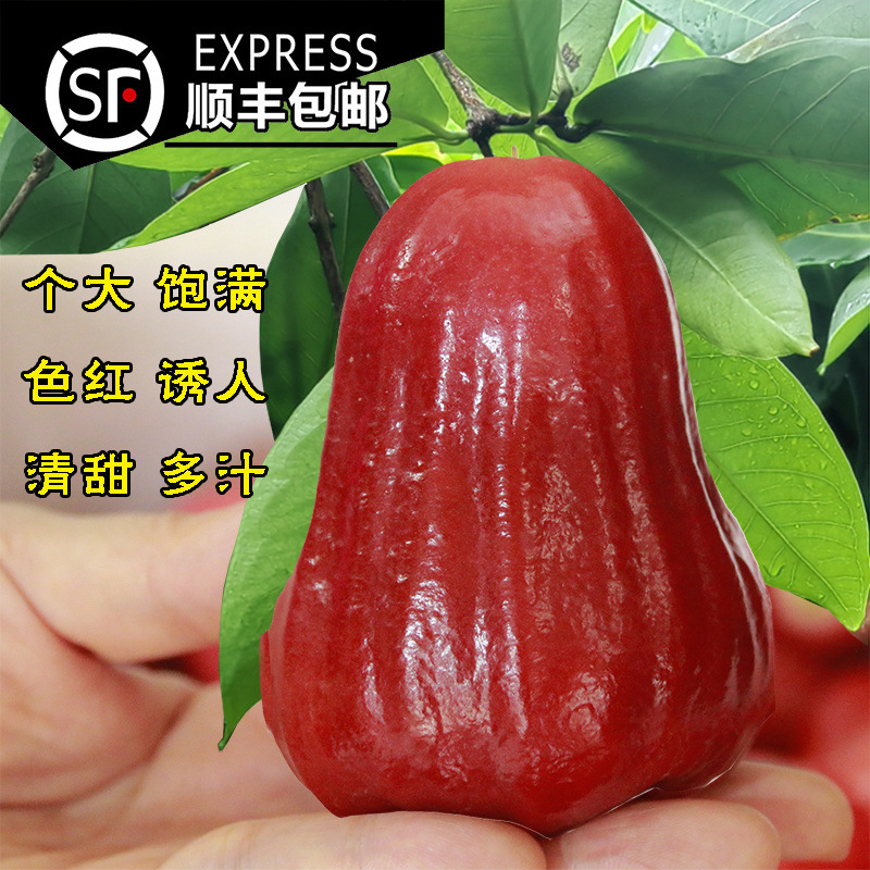 Seasonal Hainan Black Java Plum Premium Large Fruit 1 Jin 5-6 Pieces [SF Express Free Shipping]