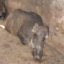 野猪幼苗哪里卖多少钱一头 山东野猪养殖场供应小野猪种苗价格