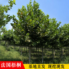 ������ͩ�������ͥԺ����L�����е��G����ľ��ͩ��ͩ����