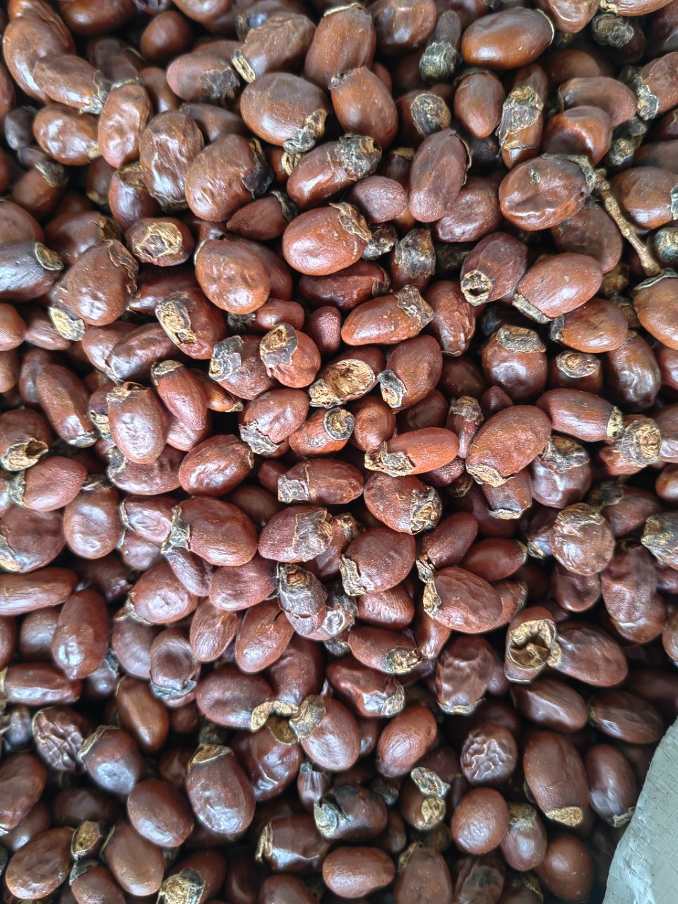 Lychee Seed (Litchi chinensis) — Dried Food Herb, Whole Seed & Powder quality and texture
