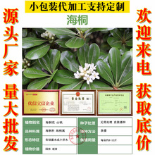 新采海桐种子海桐花乔木灌木海桐球种子山矾树籽四季常青海桐籽