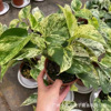 Base direct supply ｜ Marble Queen INS indoor northern European net red and green potted flowers are rare and interesting