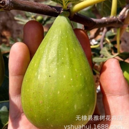 云南斯特拉无花果树苗 盆栽地栽无花果苗南方北方种植