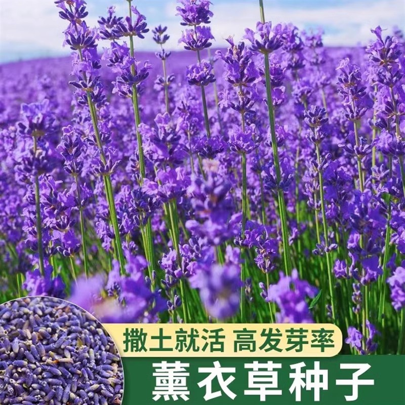 Lavanda toxumu və ətirşah tingi, balkon və həyət üçün