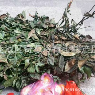 �Ź���,�ӹǽ����m,�Ź��L,�^����,���l��ș�ľŹ��m