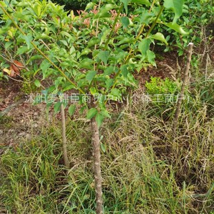 Cold-Resistant Red Plum Tree Saplings, Old Stump Garden, Fragrant Four-Season Flower Plant, Red Plum, Wintersweet, Green Plum for Outdoor Use