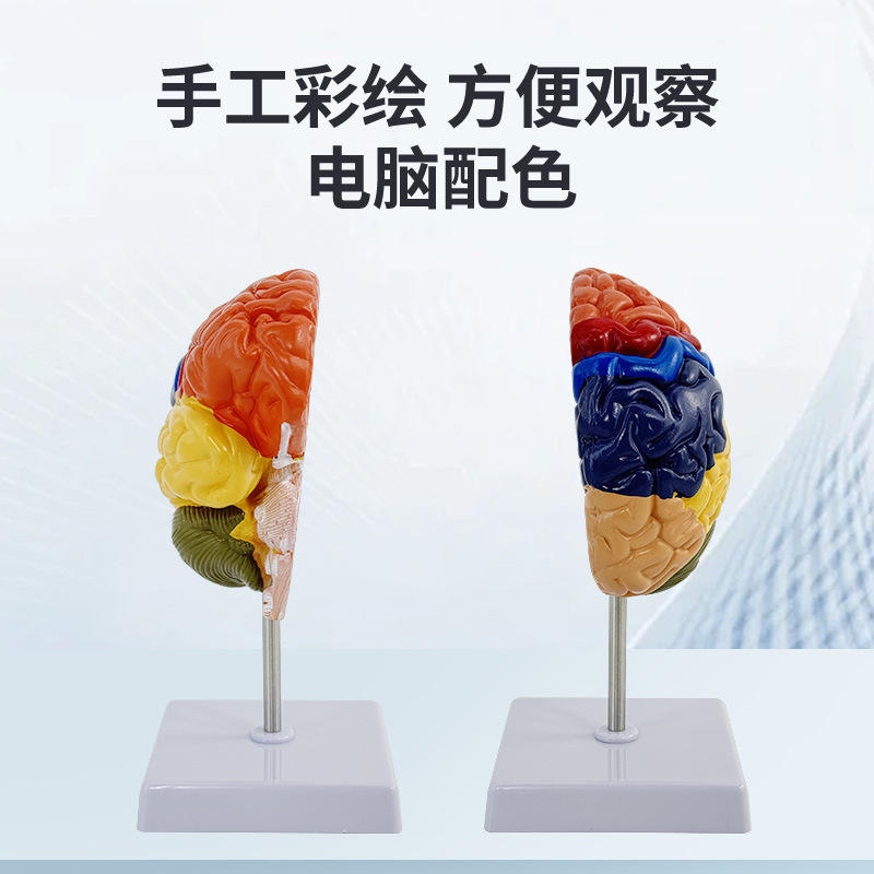 Modelo anatómico del cerebro humano a color para enseñanza estructura funcional educativa