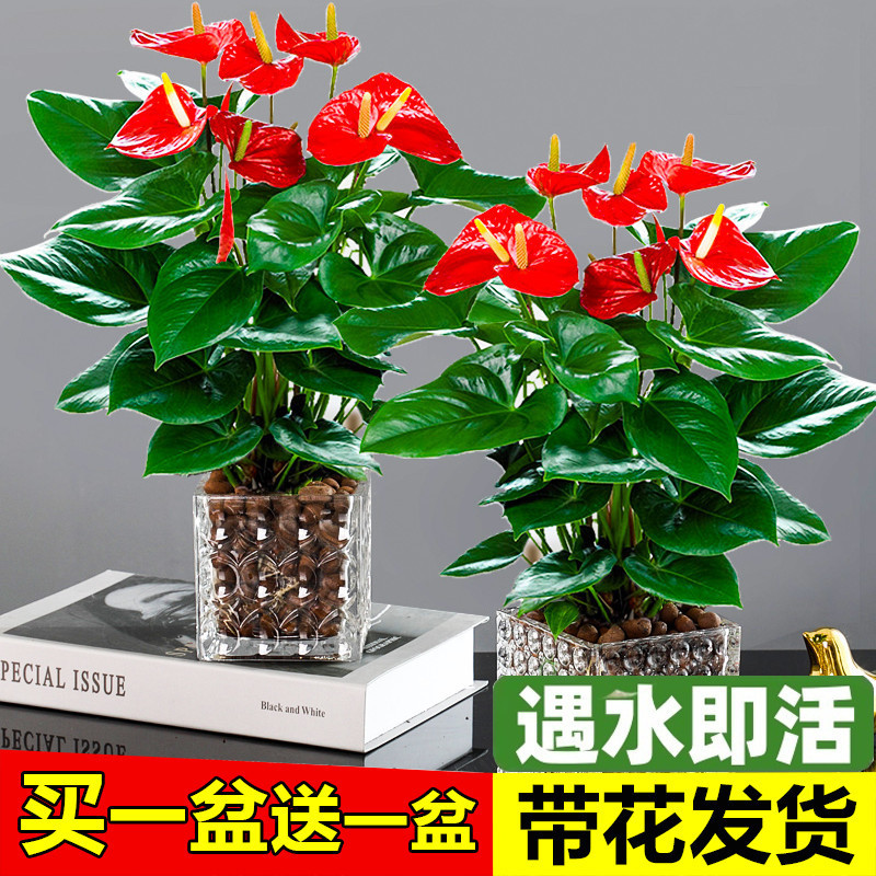 红掌白掌花卉绿植盆栽水培植物室内好养四季开花免浇水一帆风顺