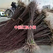 中国红枫美国红枫日本红枫小苗耐寒耐冻庭院道路绿化苗木四季种植