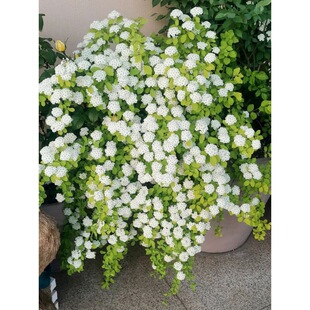 ���~��������������÷С�����ͺ��͟���B�����L��������ľ�Gֲ��