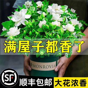 һ���ɰl�d�ӻ����Ի���ֲ���҃ȾG�}�j�̨ˮ��Gֲ�����ļ���