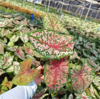 [Direct supply of the base] Net Red Potted Plant Viewing Plant Green Plant House Flower 110 Caroline Paolian Taro